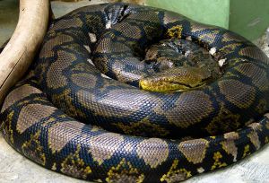 Reticulated Python (Courtesy WikiCommons)